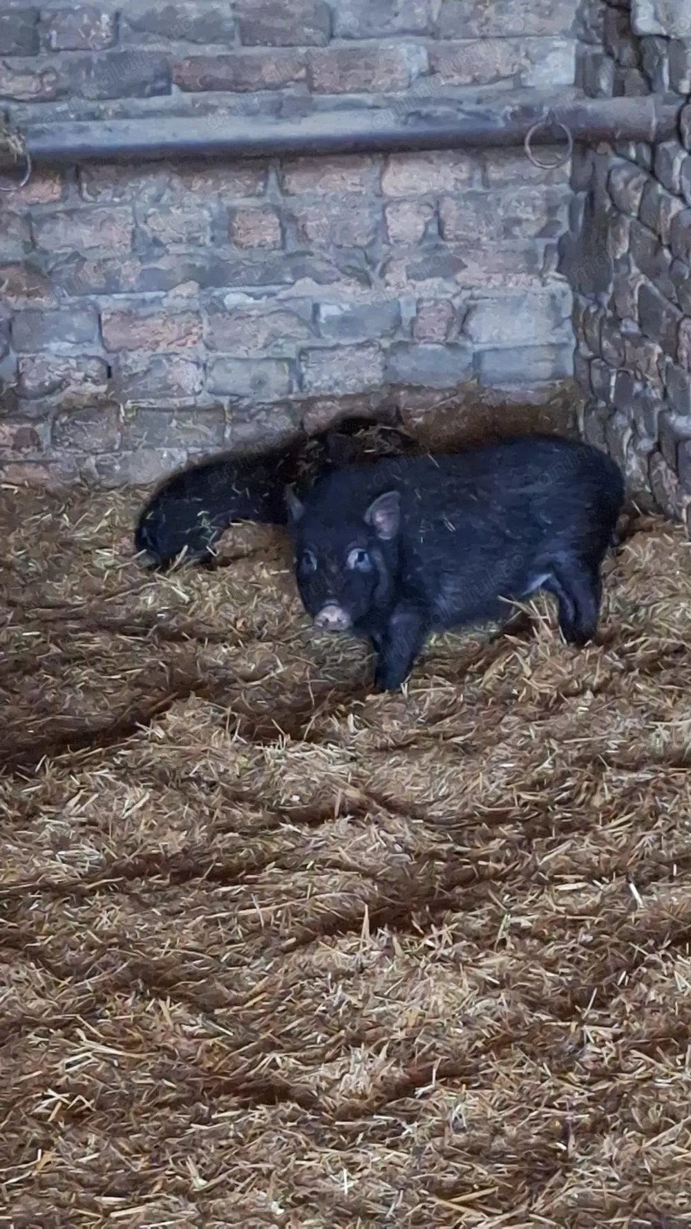 2 scrofite vietnamez curat 250 buc 7 luni