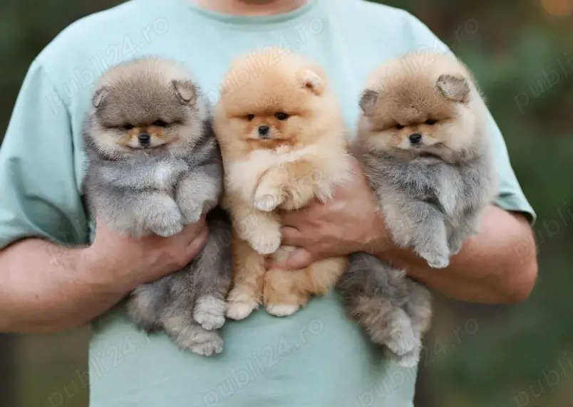 Pui de pomeranian sănătoși