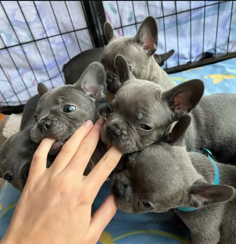 Pui drăguți de bulldog francez 
