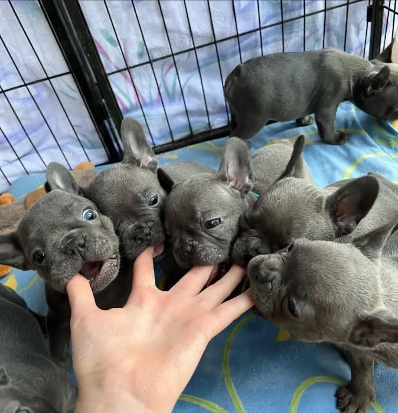 Pui frumoși de bulldog francez de rasă pură disponibili la