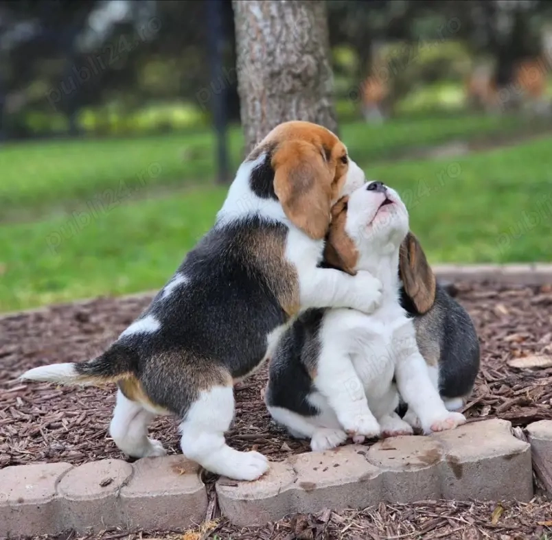 Pui de Beagle iubitori și sănătoși disponibili