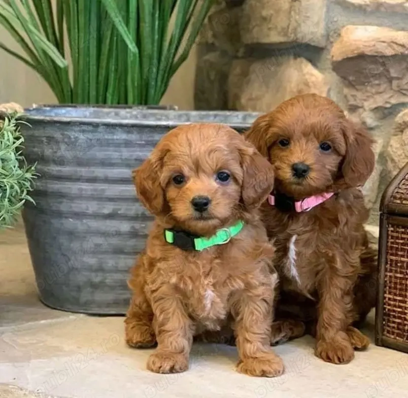 Pui de pudel disponibili, în stare bună de sănătate