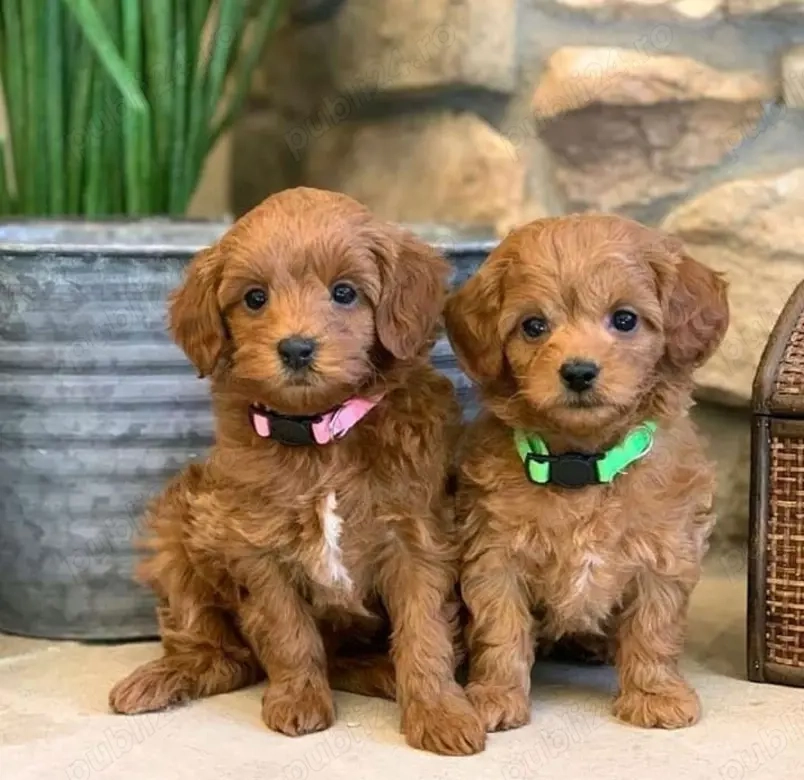 Pui de Cavapoo sănătoși 