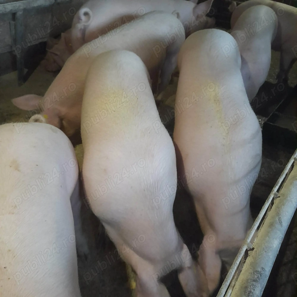 Porci de vânzare 