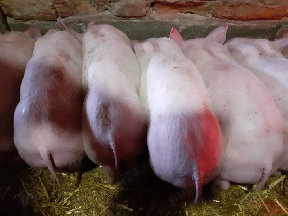 Vand purcei marele alb