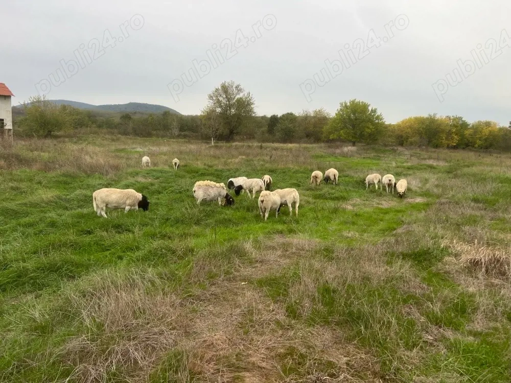 oi dorper de vanzare