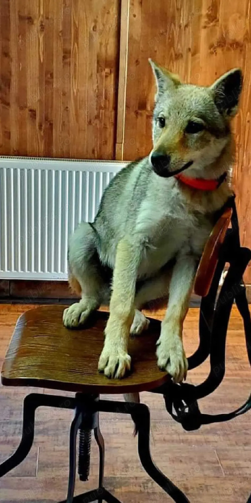 Dresaj canin profesional