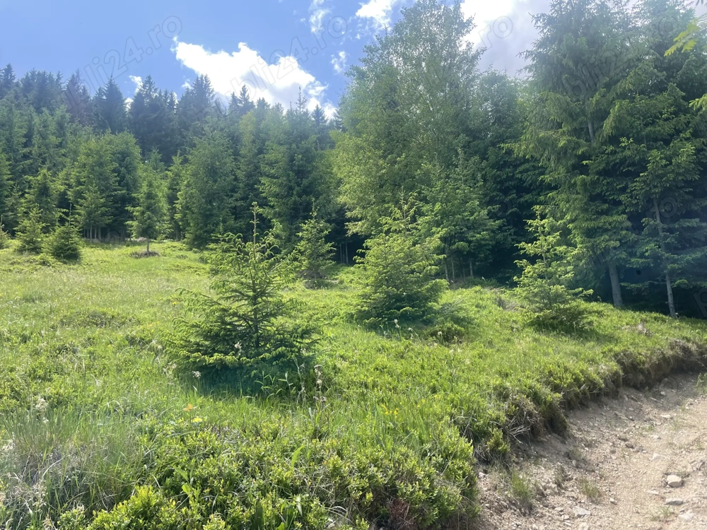 Vand teren in satul Rogojel, lângă Vladeasa in suprafața de 4900 mp la 20 euro mp