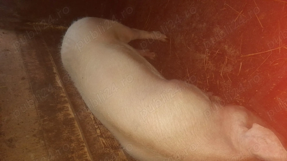 Porc gras de vânzare 