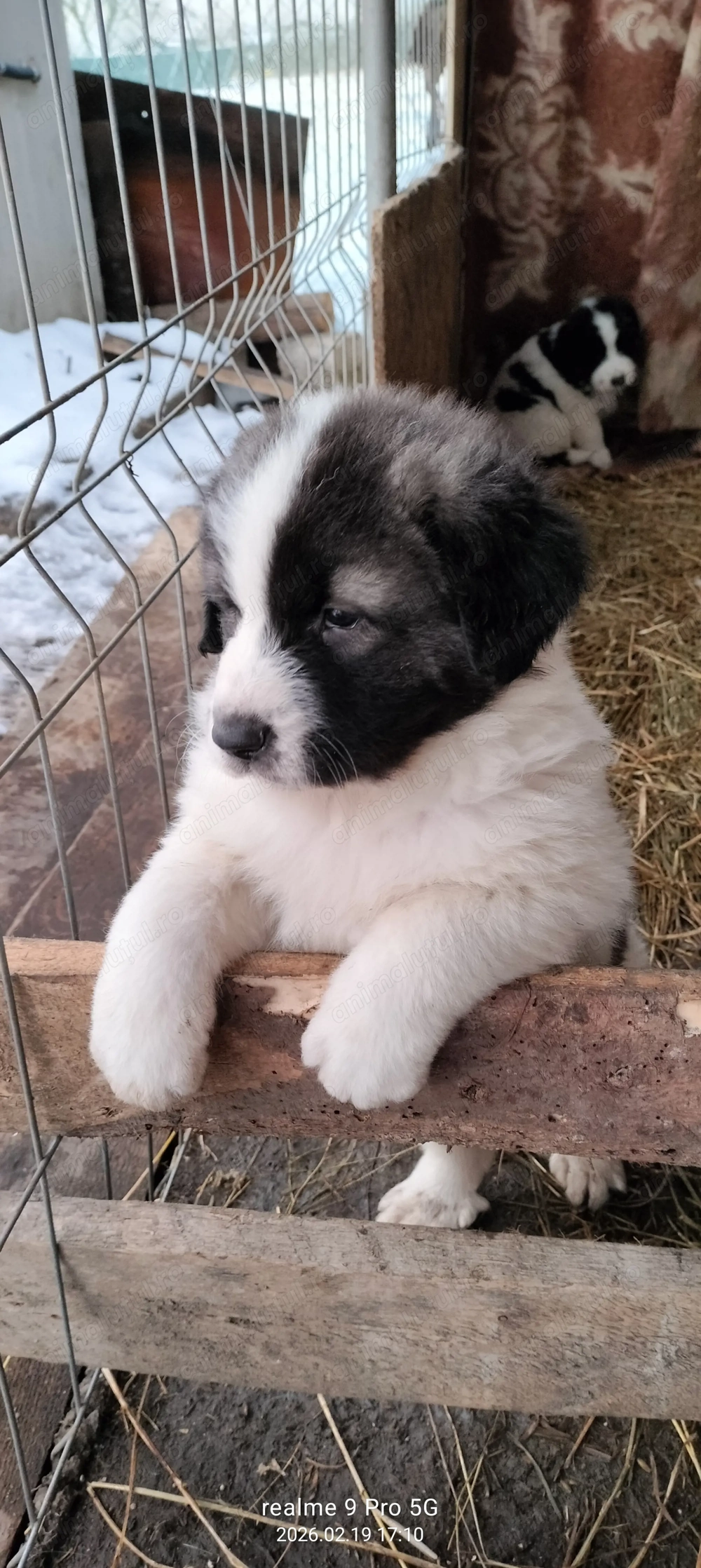 Vand pui ciobanesc de Bucovina 