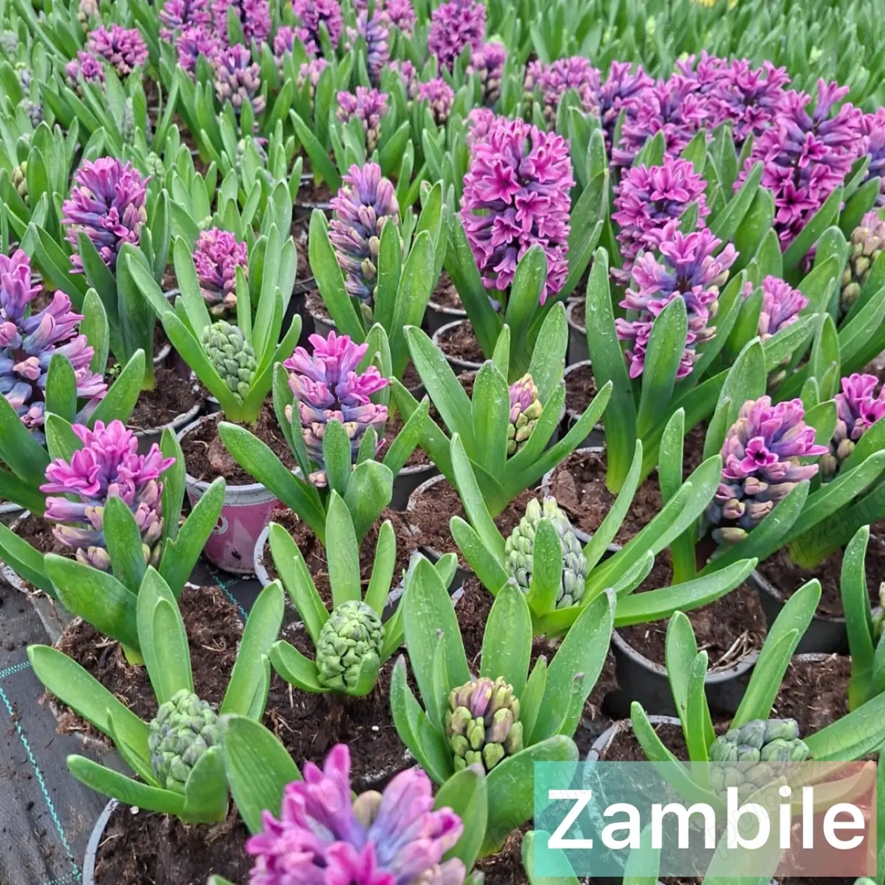 Zambile, Lalele, Cyclamen, Primule, Garofite, Bujori 2026.