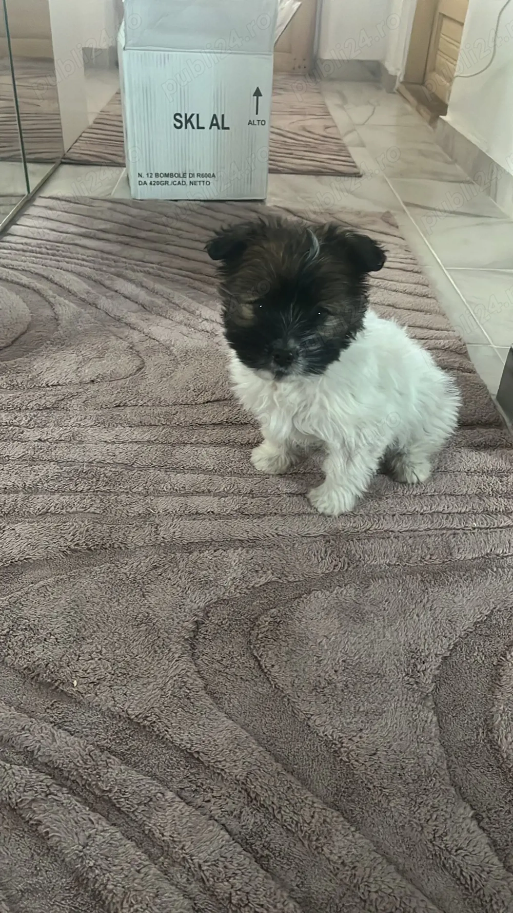 Disponibile 2 fetițe bichon maltez 