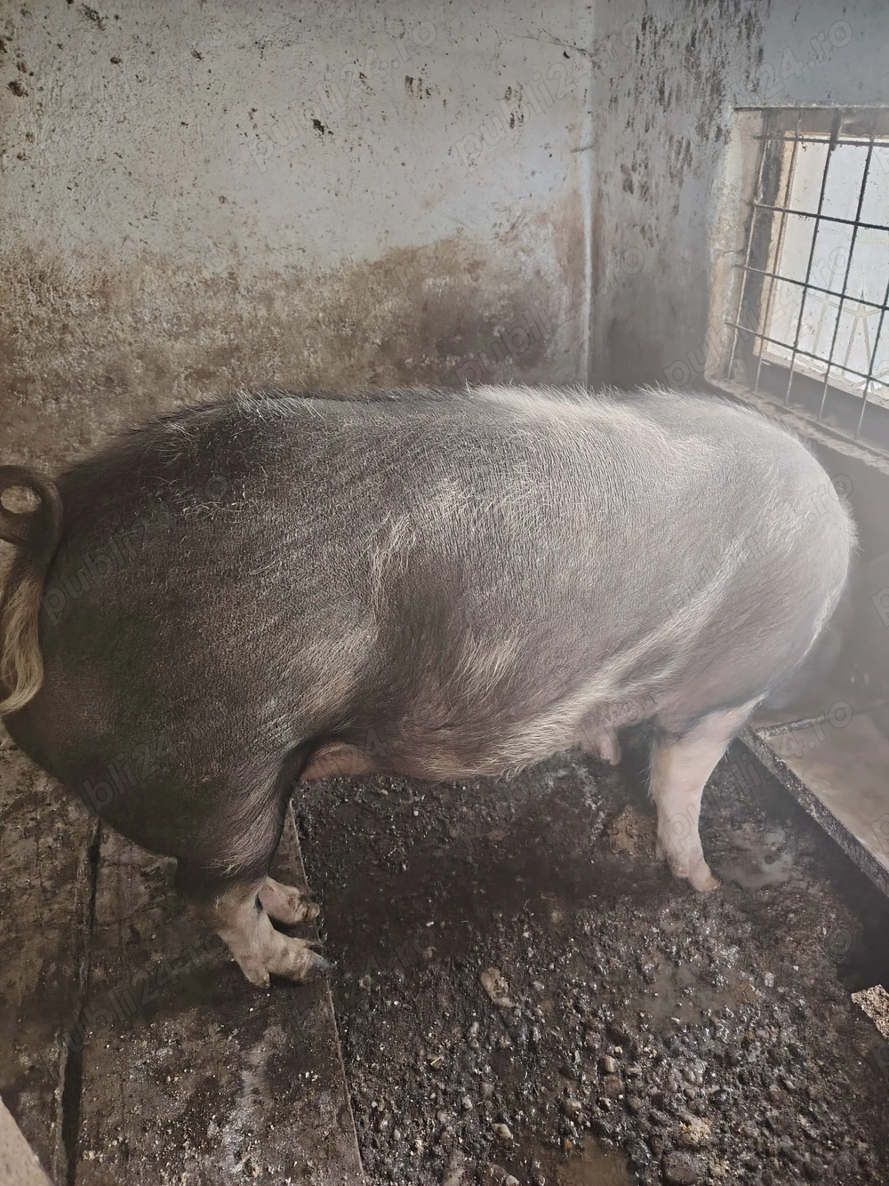 Vand o scrofita pietrean de 140-150 kg