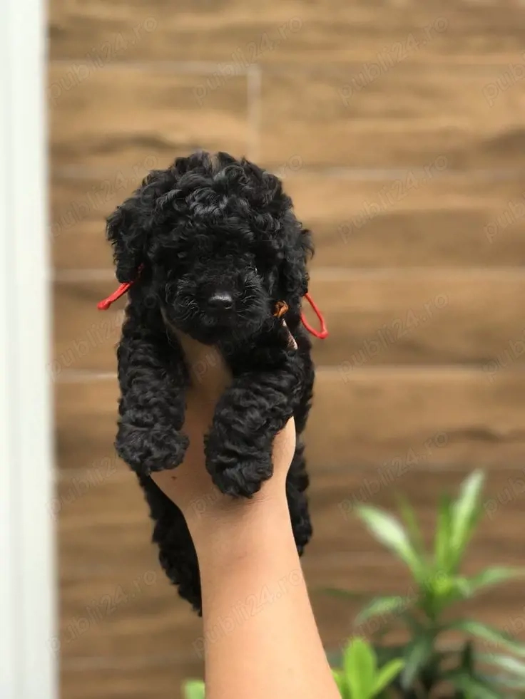Poodle pitic puiuți