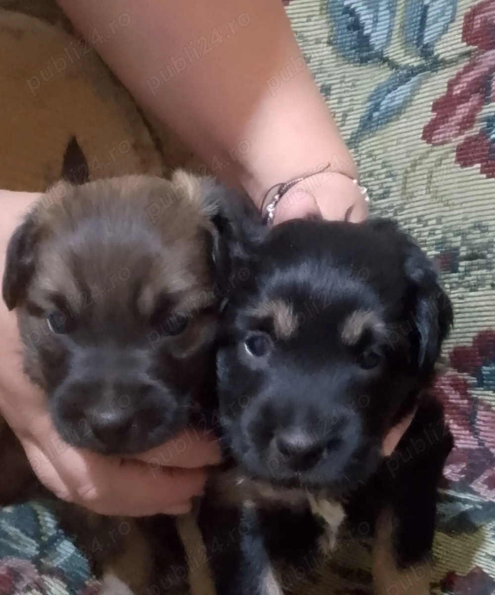 Donez 2 căței talie mica , vârsta 2 luni jumate, Focsani