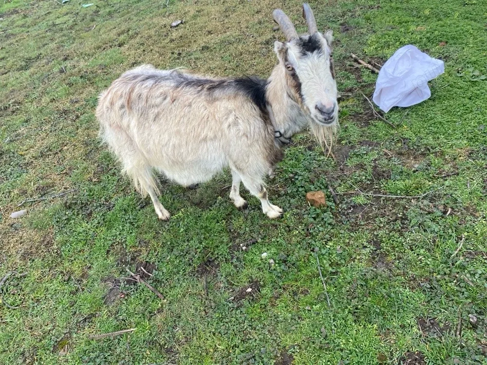 vand schimb cu porci sau cereale