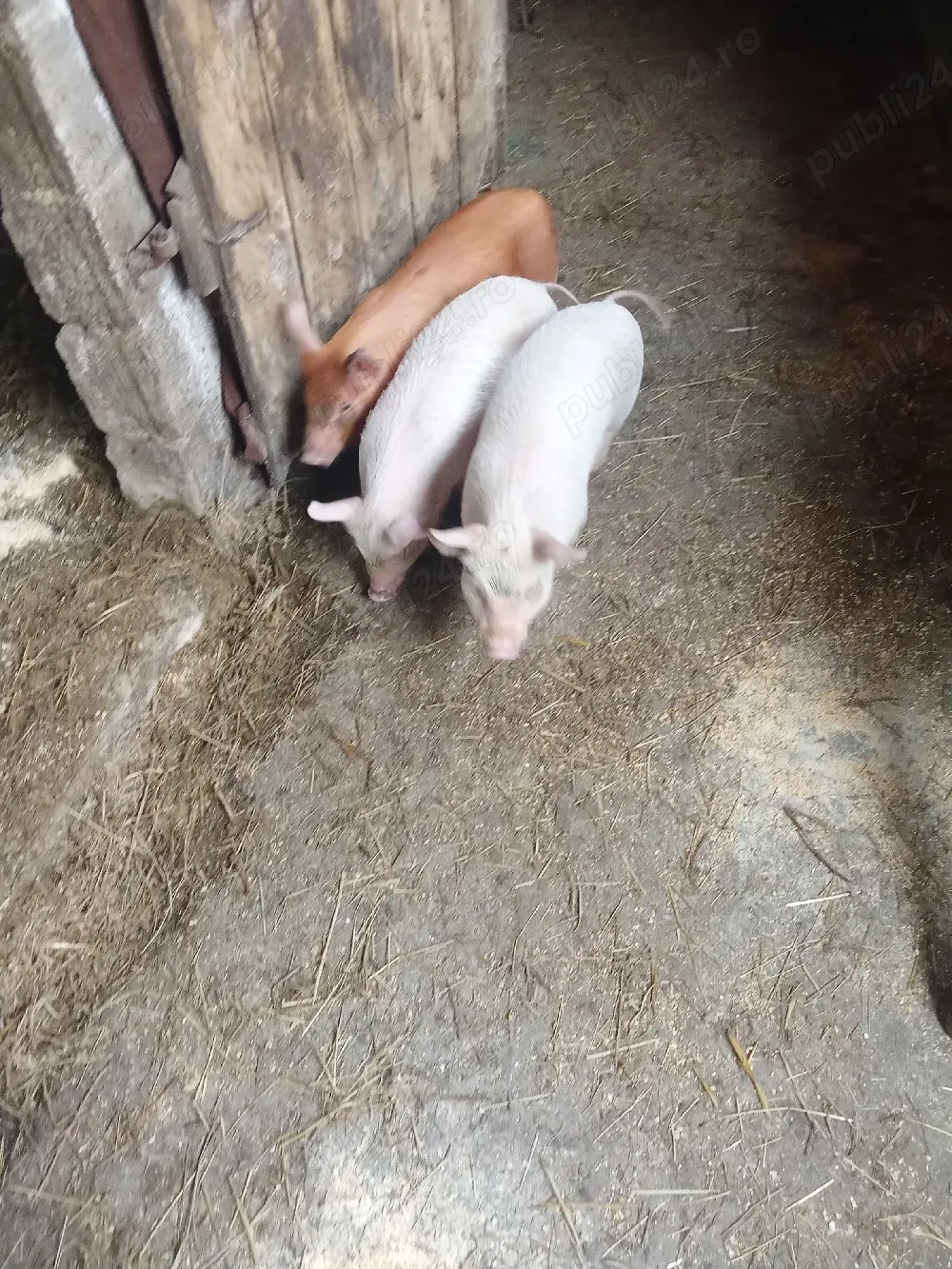 Vând trei scrofițe 