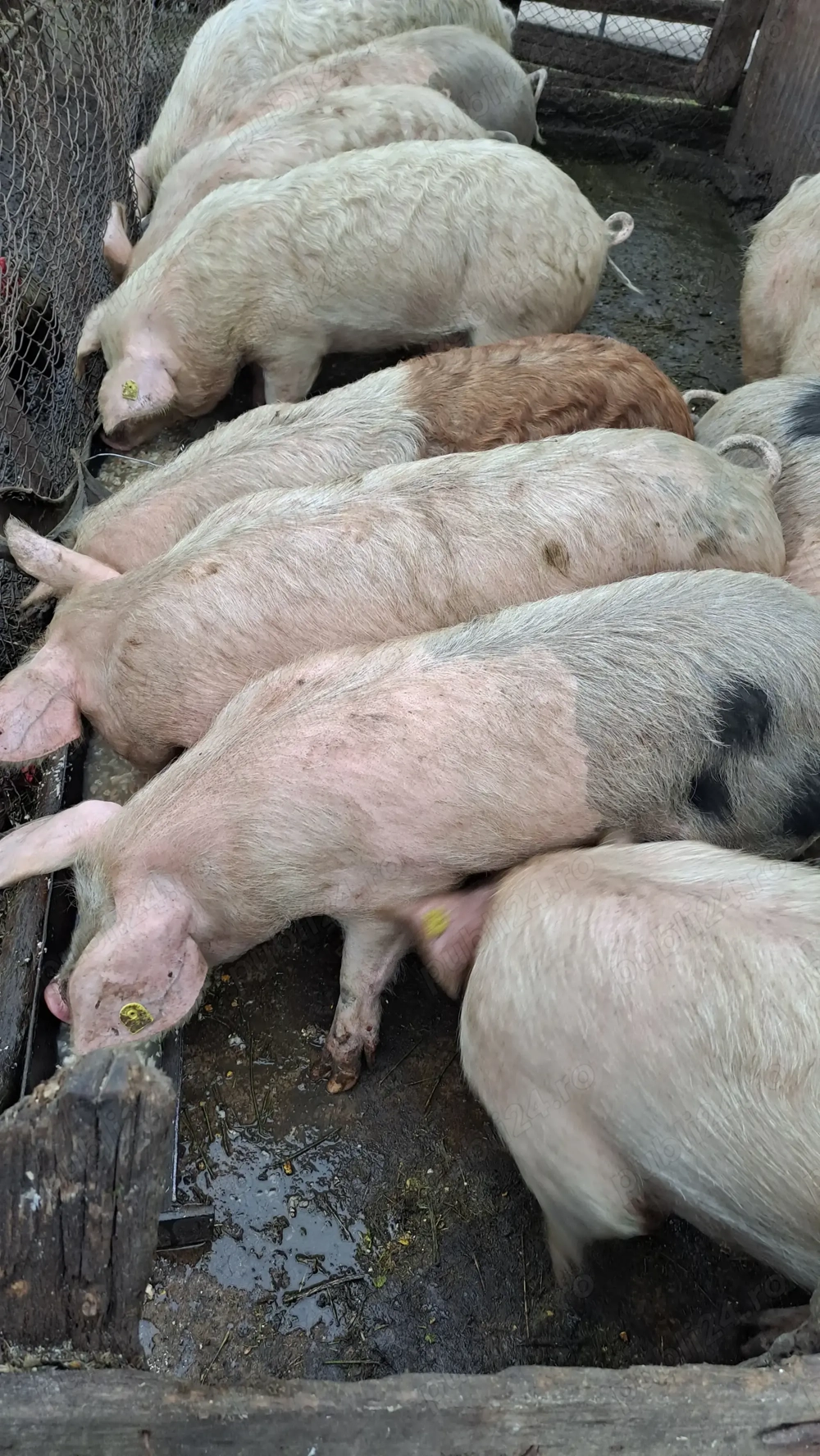 Dornici de schimbare!