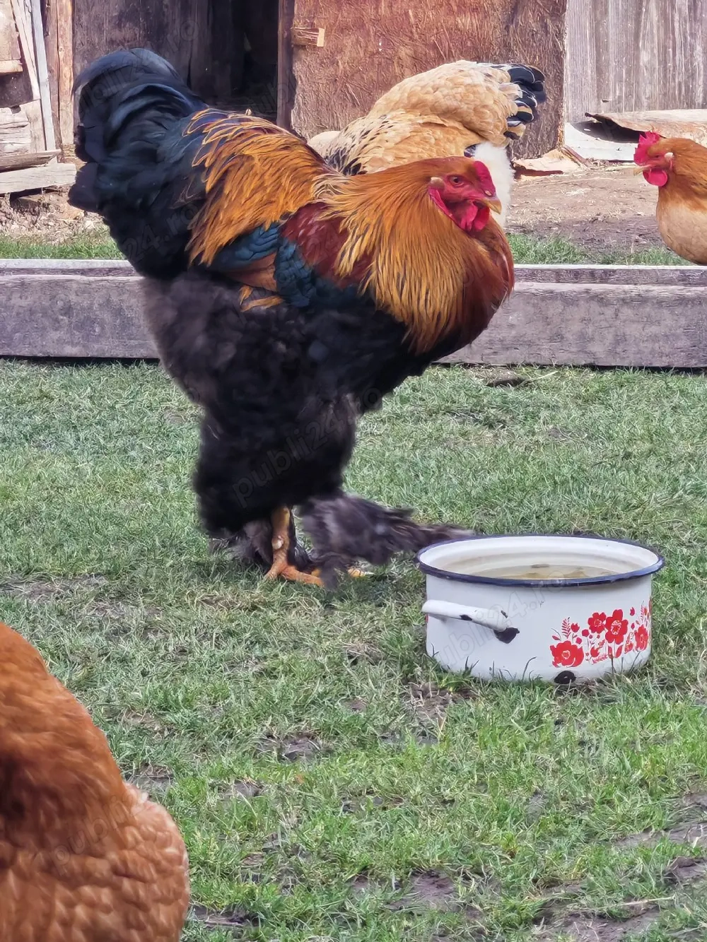 Oua pentru incubat RASA BRAHMA