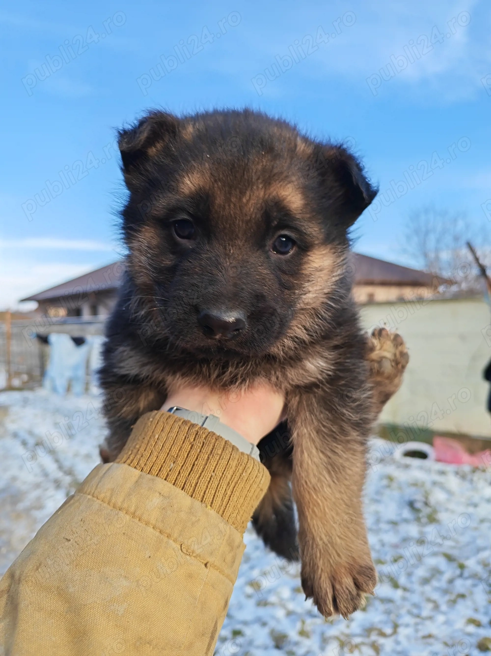 Vând pui Ciobanesc German
