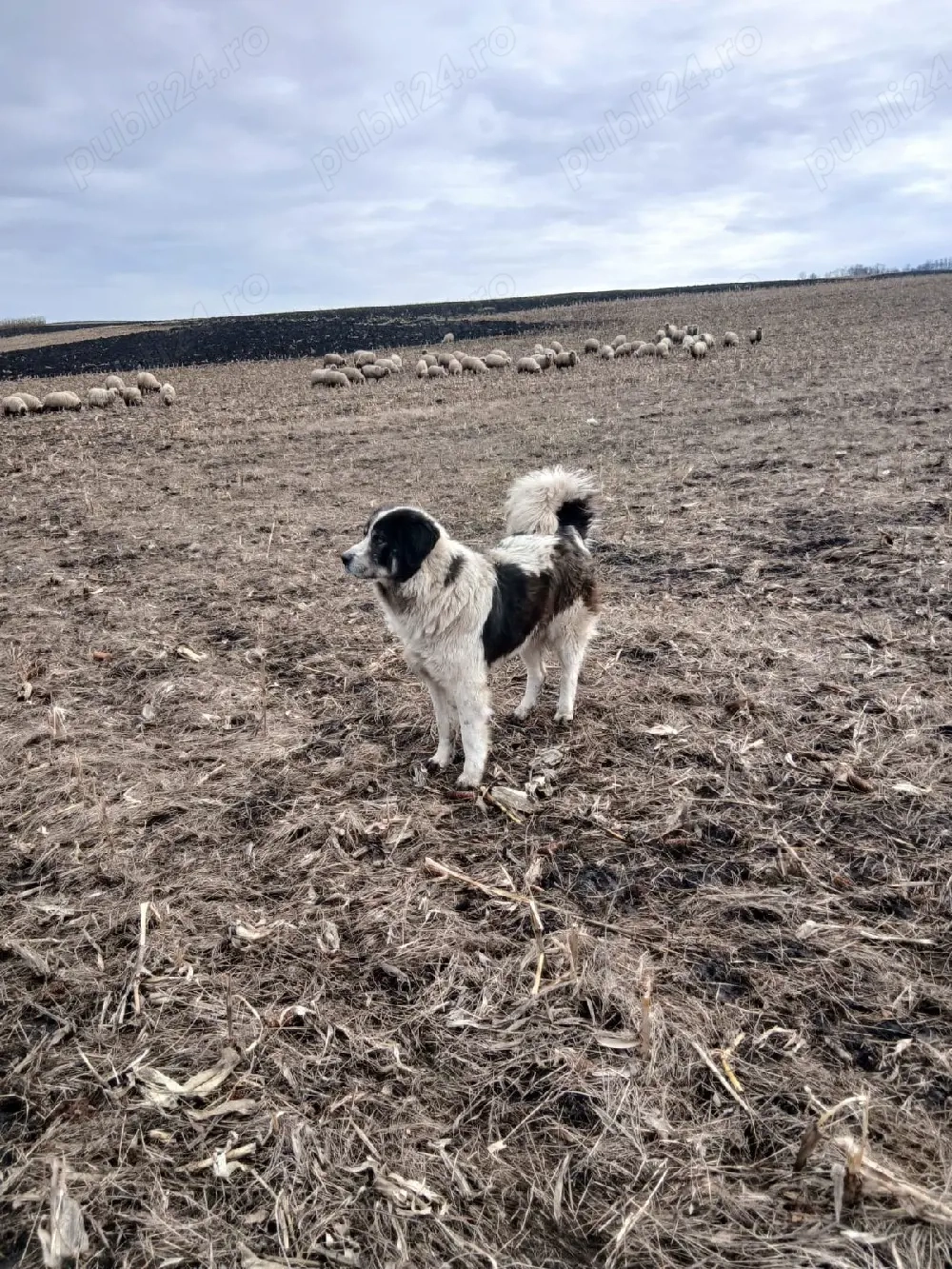 Ciobanesc De Bucovina