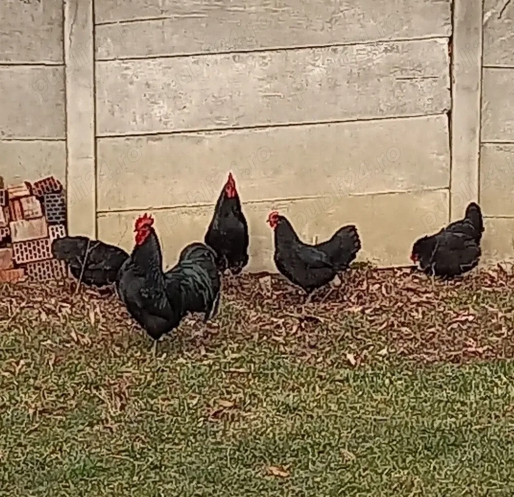 Familie 2+1 Australorp negru 2025