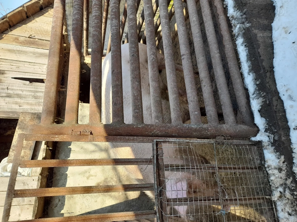 Vand porc marele alb