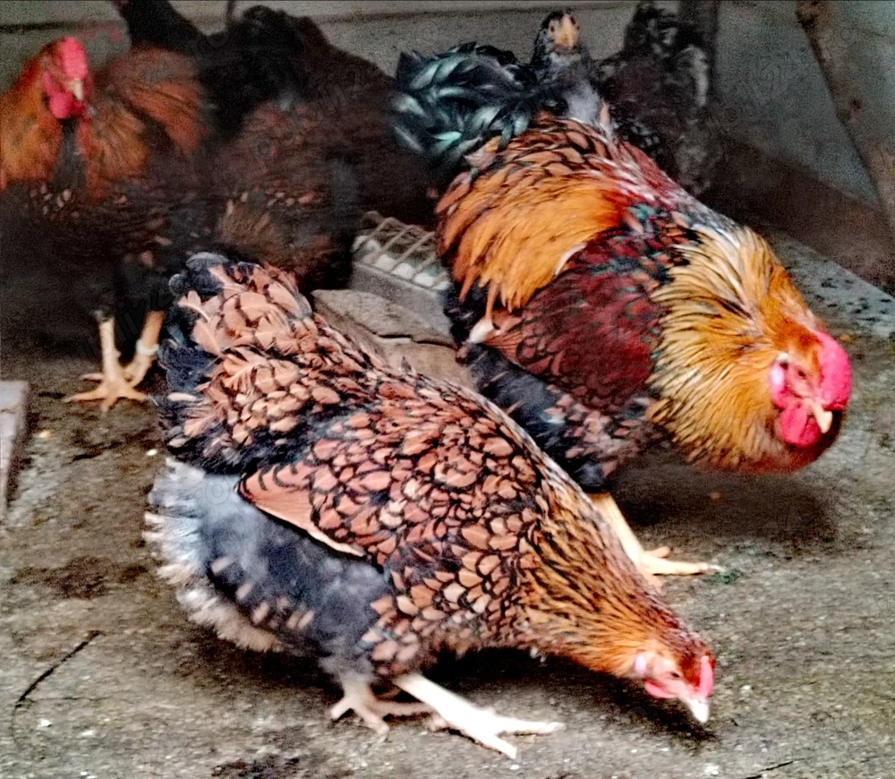 De vânzare găini wyandotte GSG si porțelan 