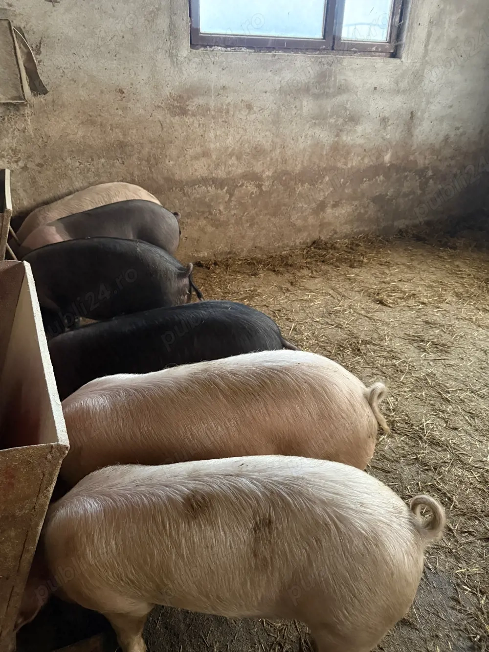 vand porci bazna cu marele alb 