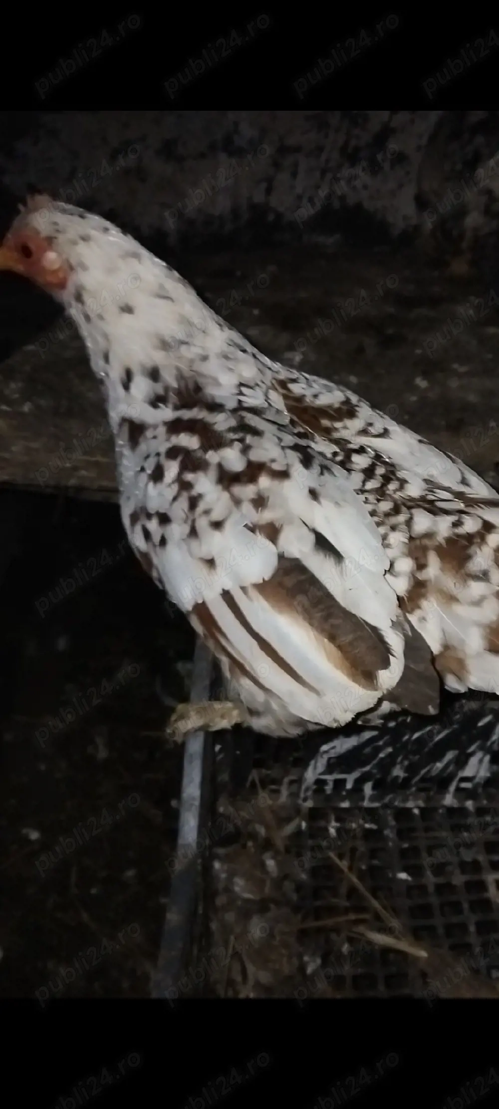 De vânzare americanii 