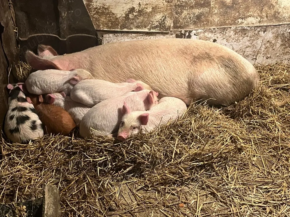 vând vier si purcei 