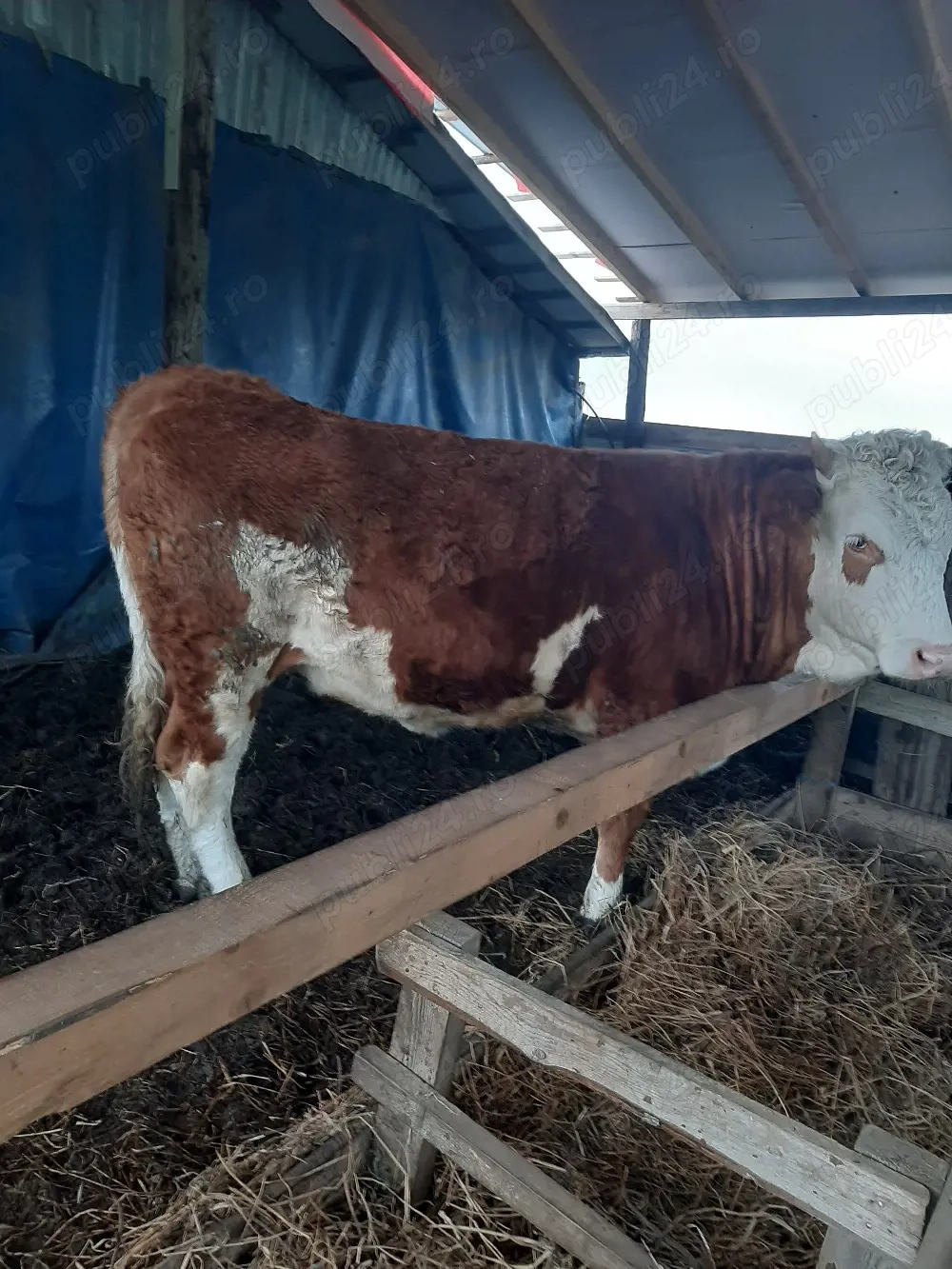 vand juninca baltata