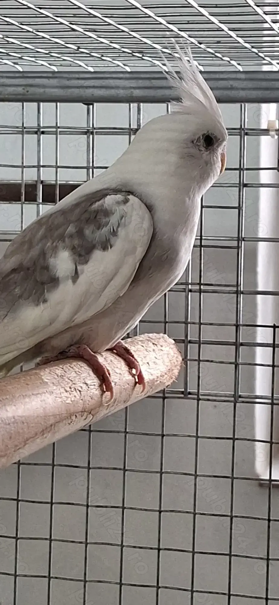 PAPAGAL mascul ninfa..