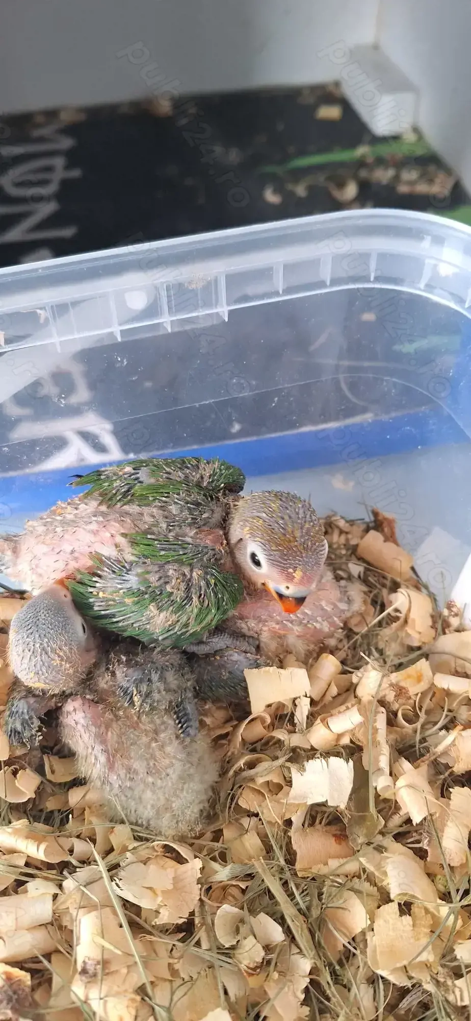 Papagali agapornis fischer 