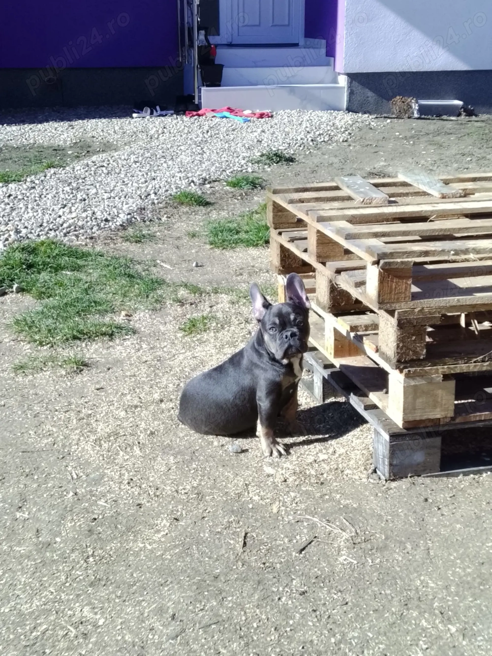 Vând pui buldog francez 4 luni