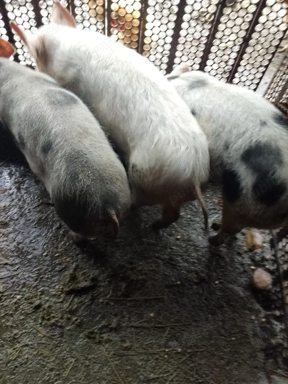 3 purcele rasa pietran 