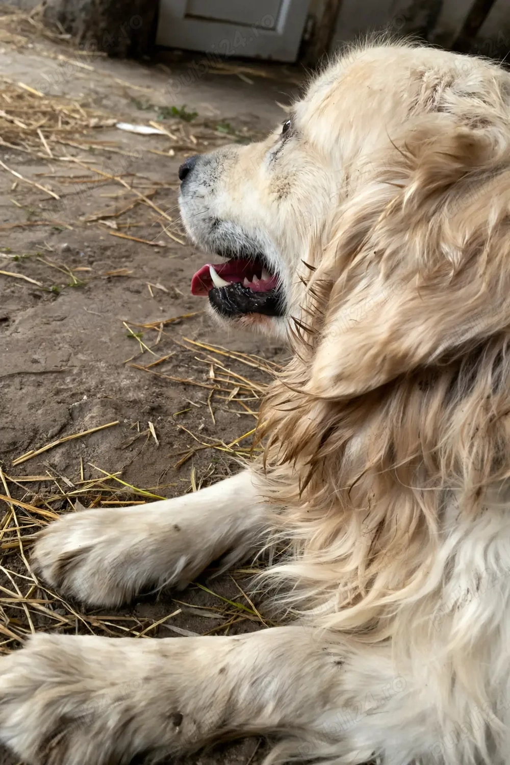 Golden Retriever cu pedigree tip A