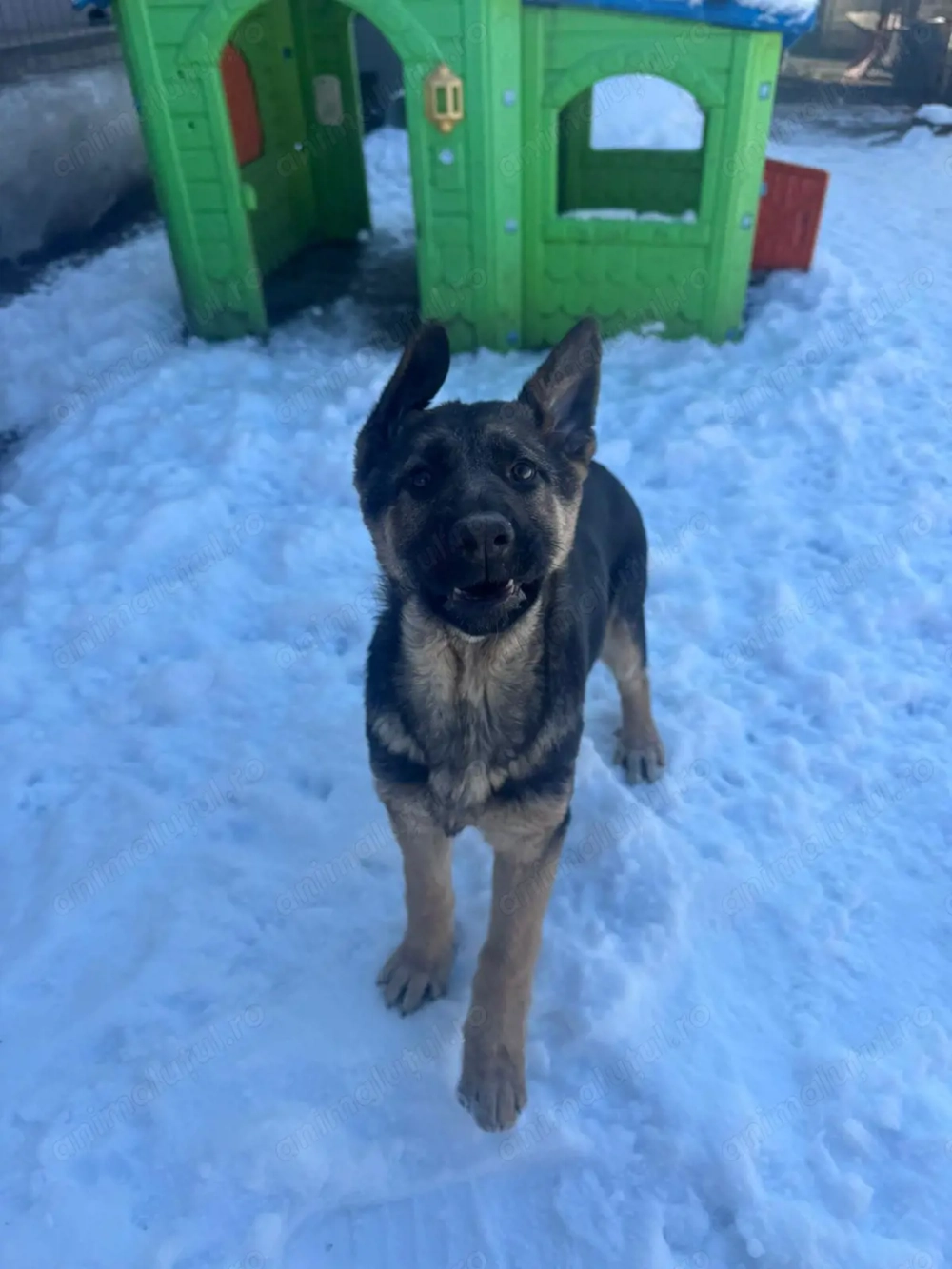 Fetita ciobănesc german,născuta pe 30 octombrie.Detin ambii părinți.