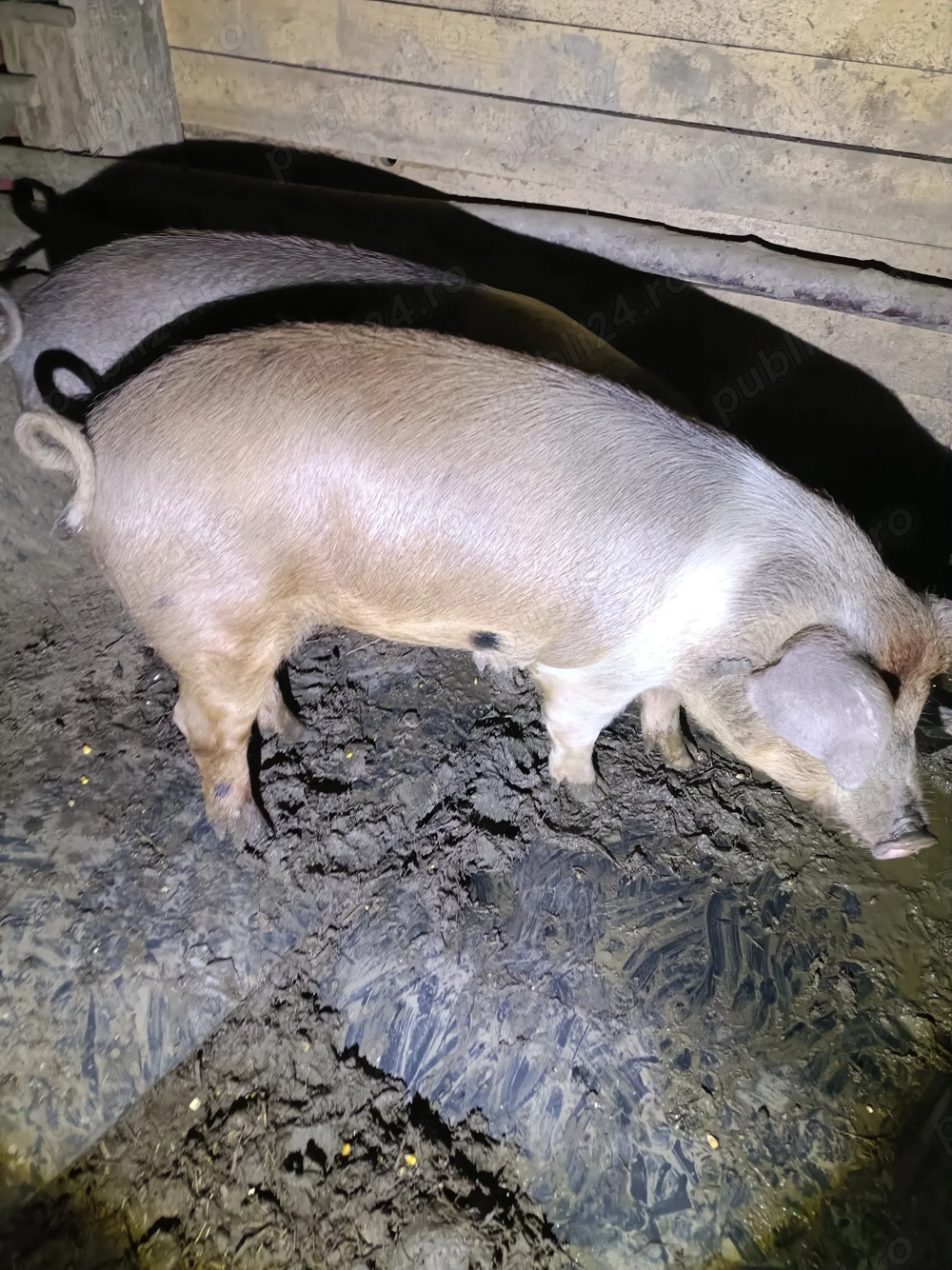 Vând două grăsune în jur de 70 de kg