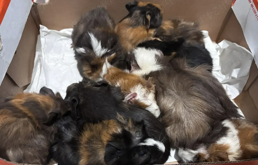 Porcusori de Guineea 