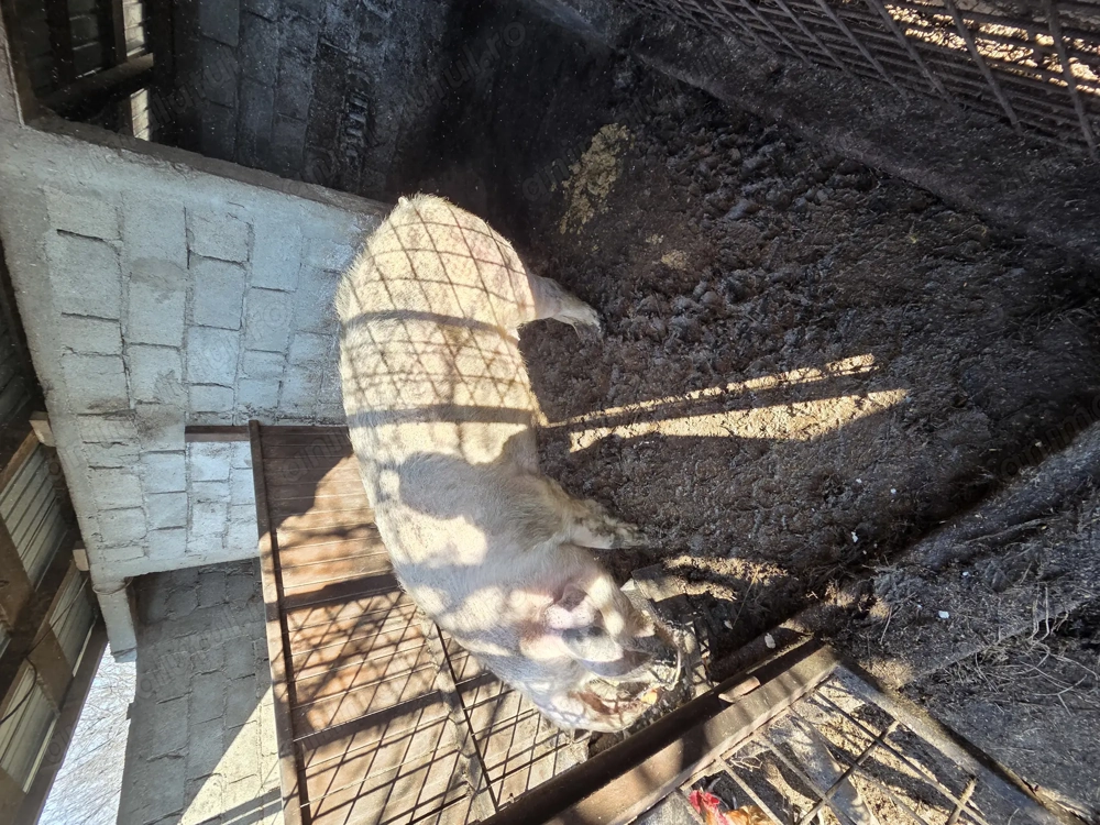 Vând un porc de 260 de kg si unul de 80 de kg