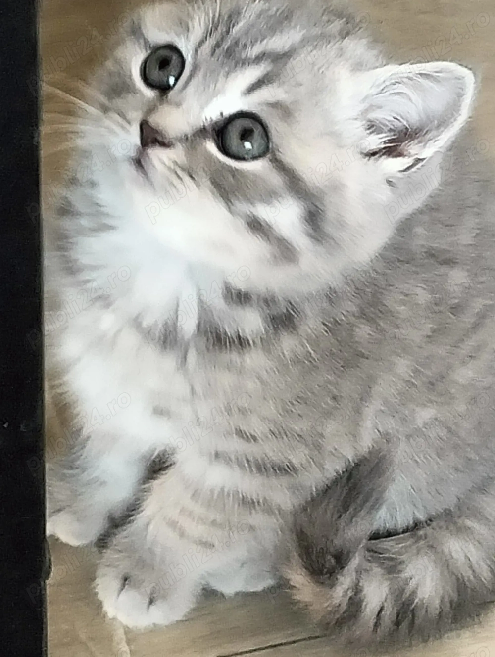 Pisici de rasa Scottish 