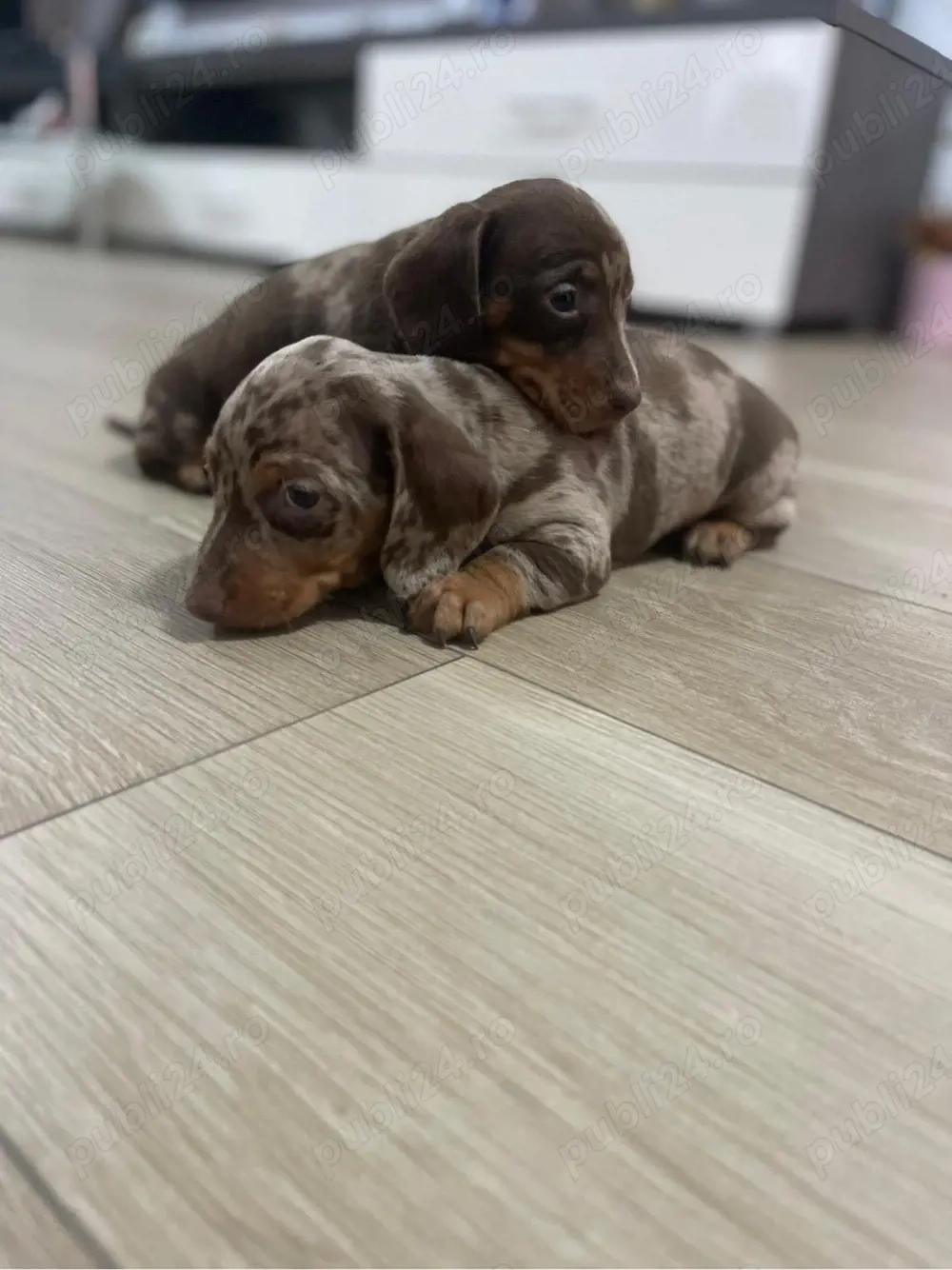 Catei teckel arlequin