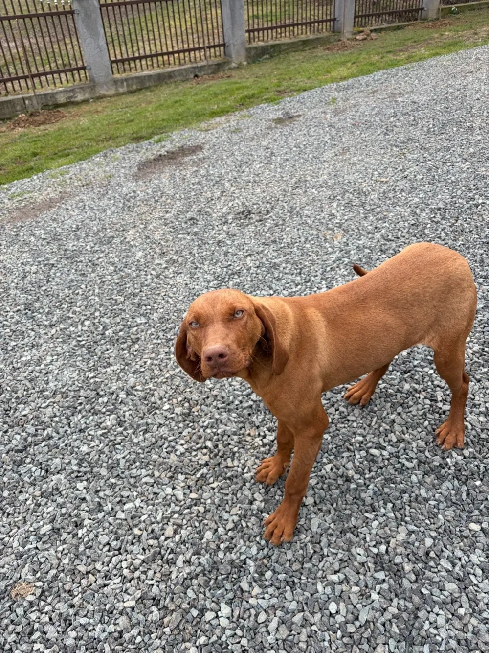 Vând cătel de Vișlă Maghiară