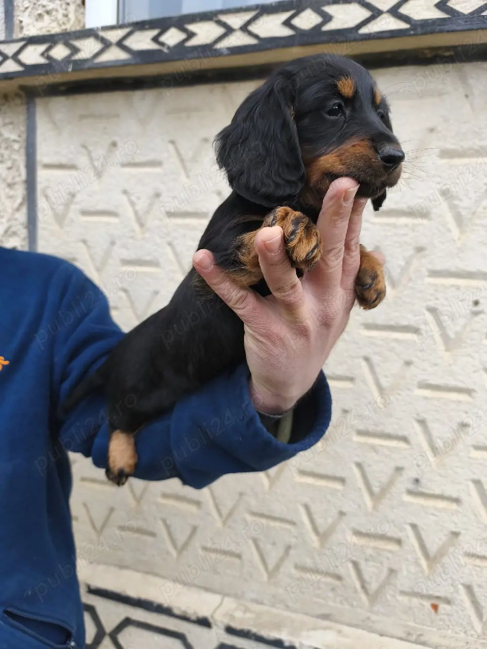 Teckel cu părul lung 