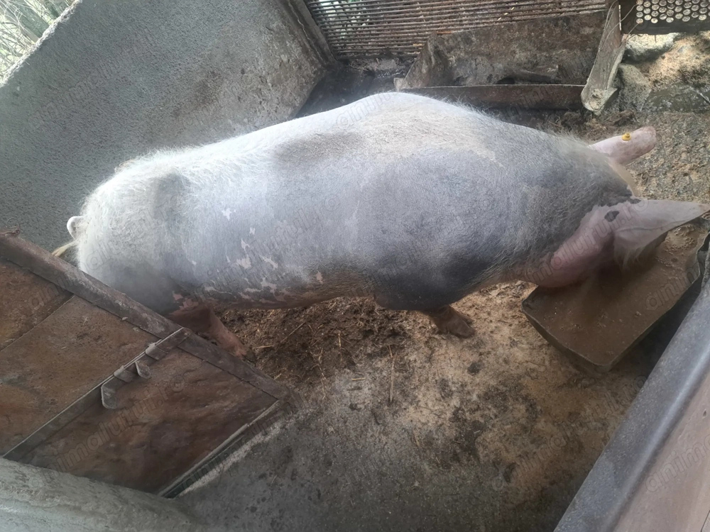 Porci de vanzare -rasa PIETRAN - super calitate