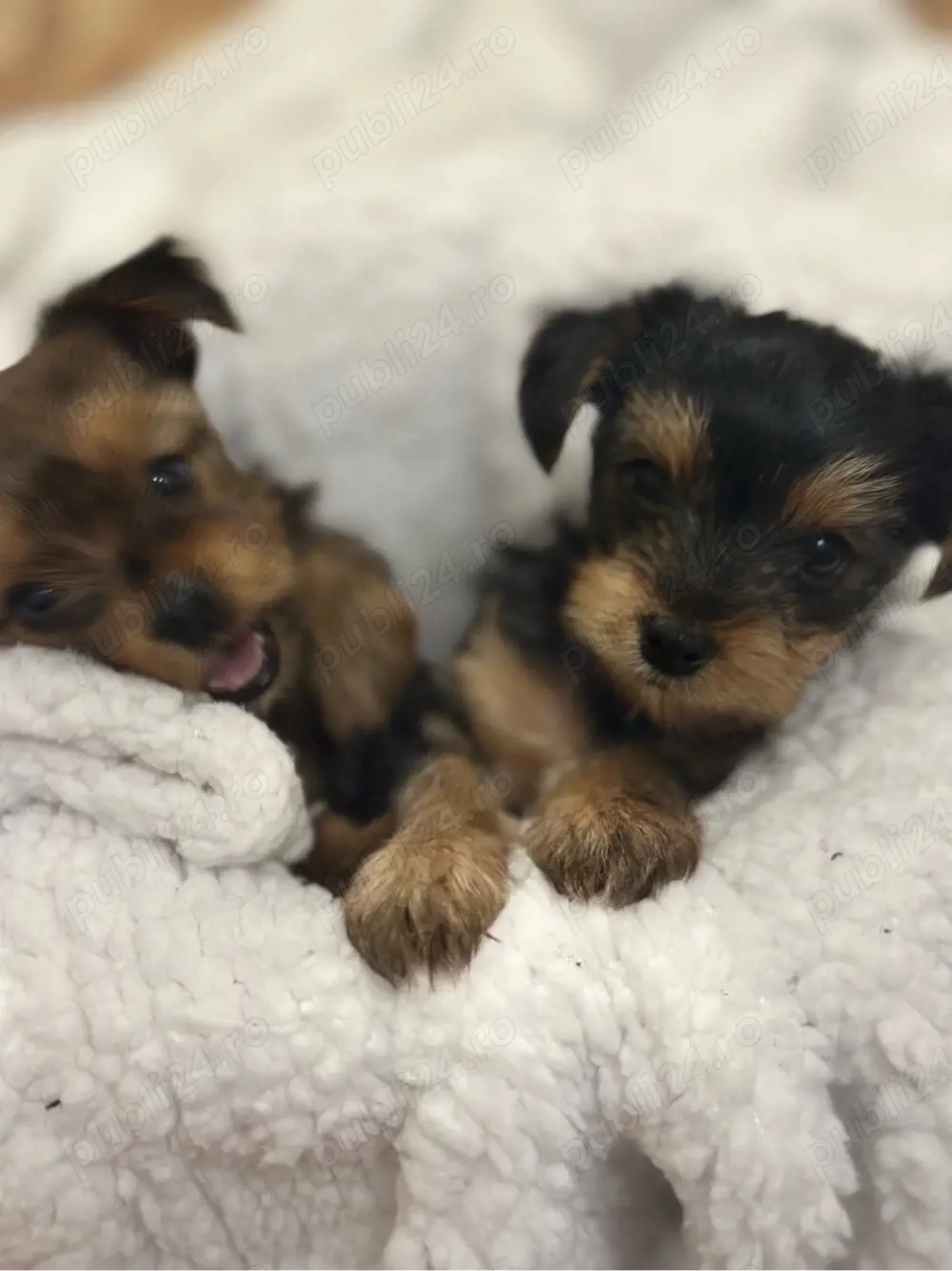 Ne cautam o casuta noua