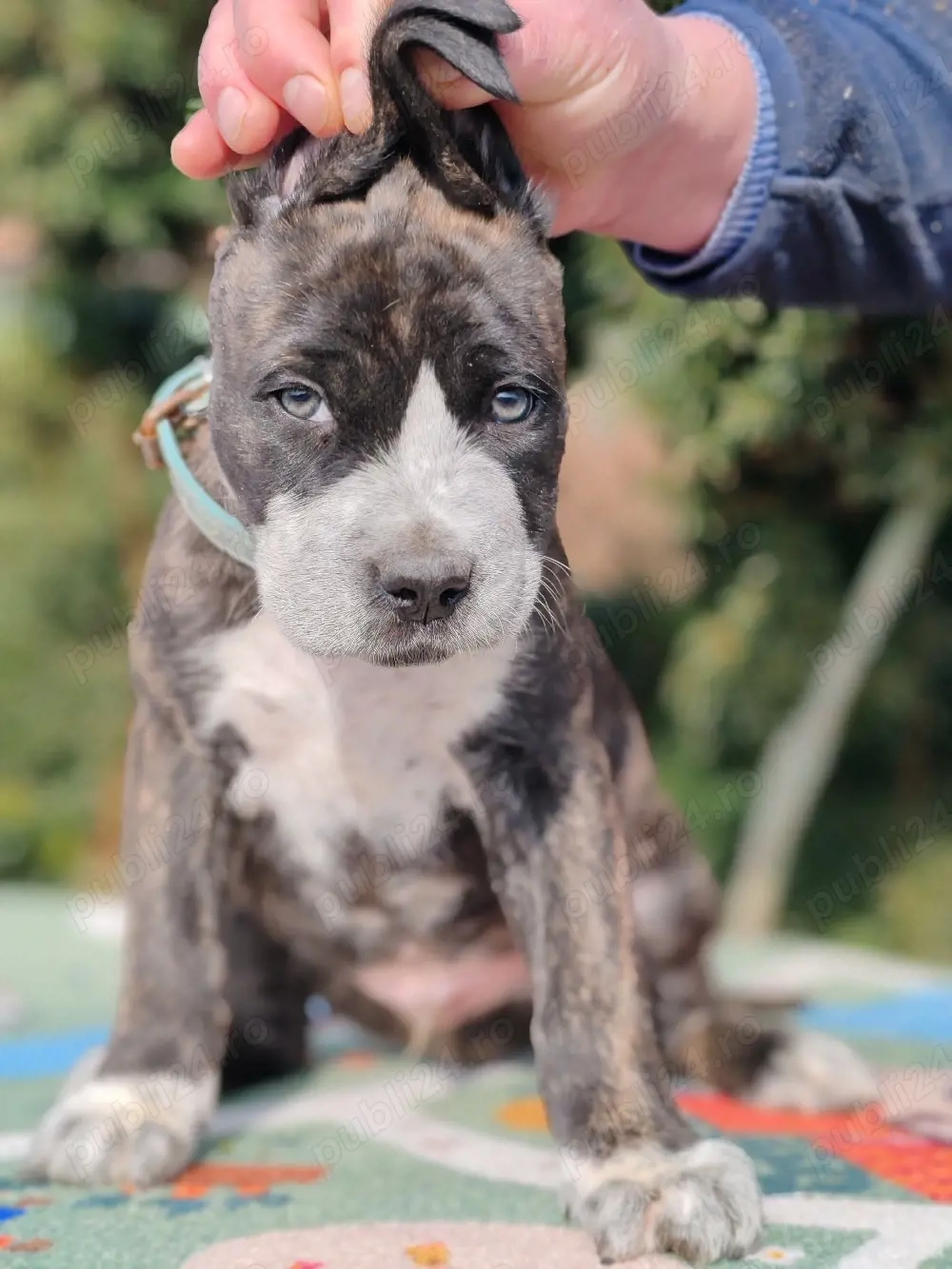 Cane corso disponibile 