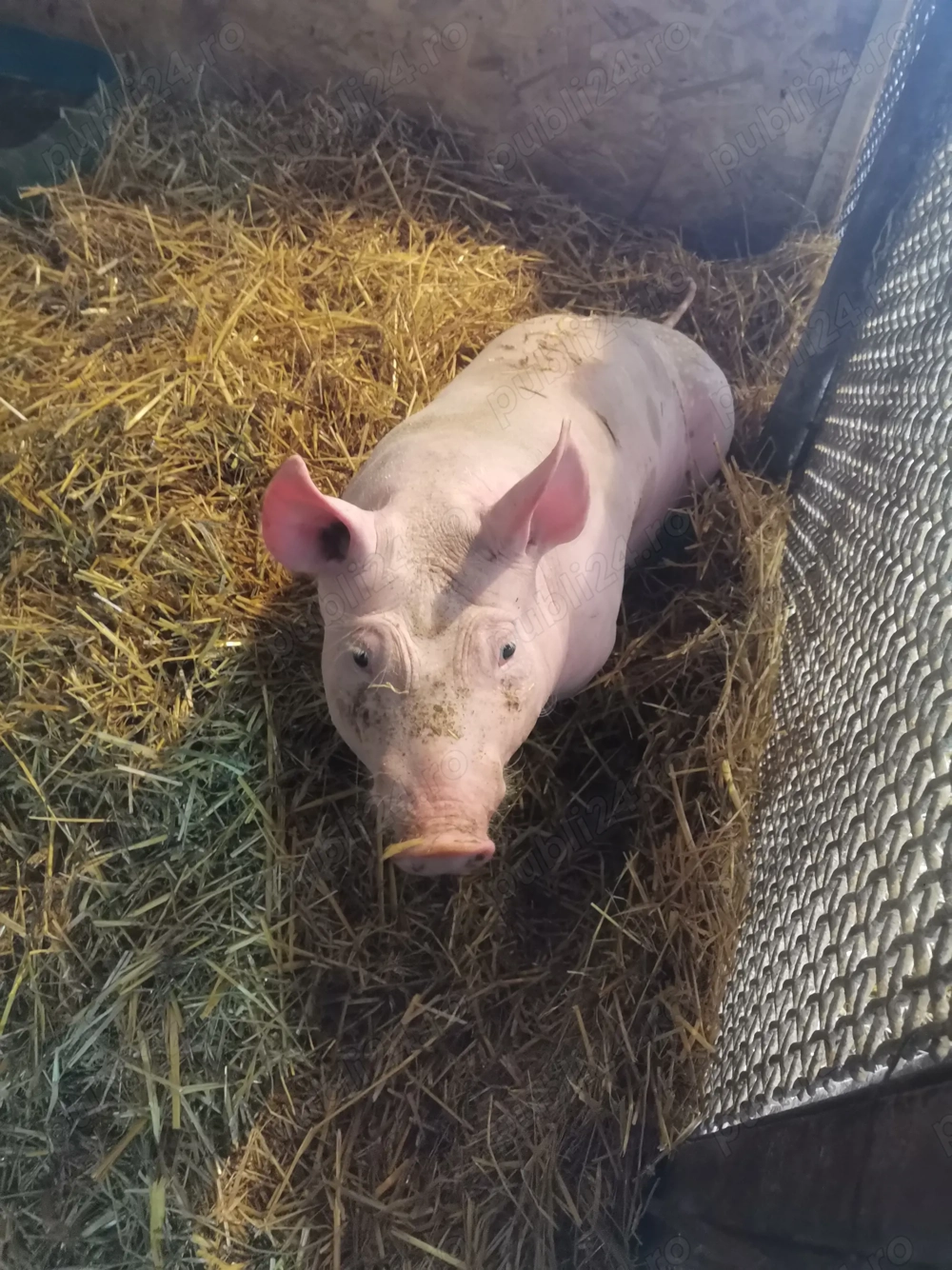     2 Scrofite de reproducere! 