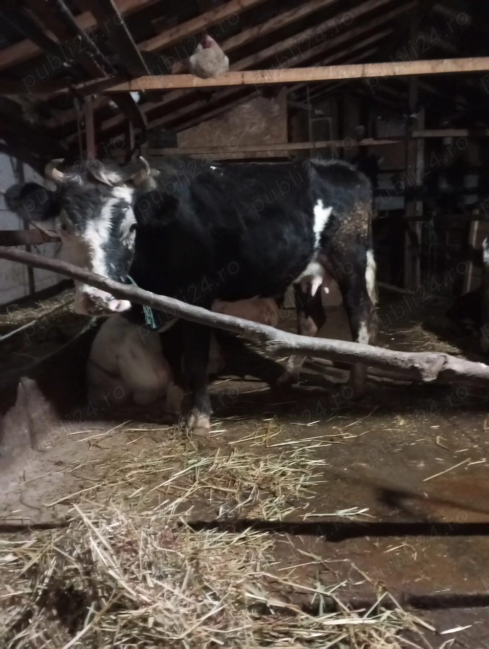 Vând junică foarte cuminte și 